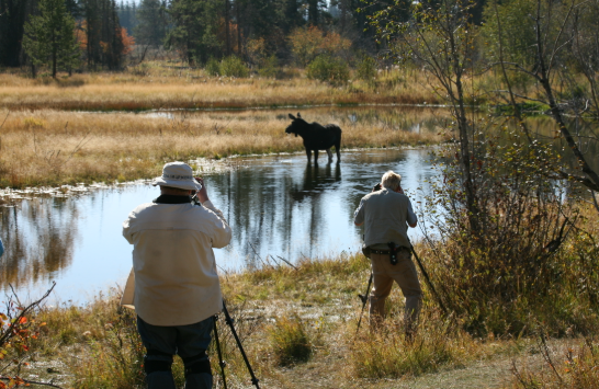 Best Times for Wildlife Watching